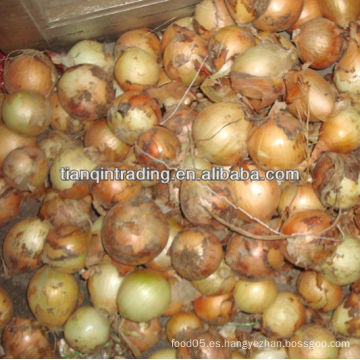 2012 yellow onion para la venta